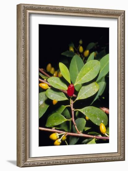 Fruit And Leaves of Cocaine Plant-Dr. Morley Read-Framed Photographic Print