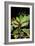 Fruit And Leaves of Cocaine Plant-Dr. Morley Read-Framed Photographic Print