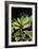 Fruit And Leaves of Cocaine Plant-Dr. Morley Read-Framed Photographic Print