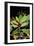 Fruit And Leaves of Cocaine Plant-Dr. Morley Read-Framed Photographic Print