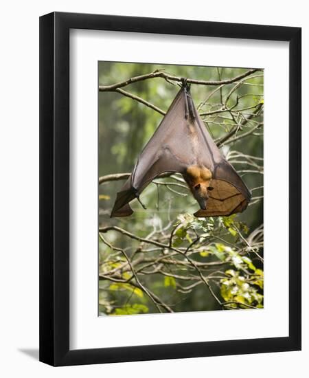 Fruit Bat (Flying Fox) (Chiroptera, Pteropodidae)-Rolf Richardson-Framed Photographic Print