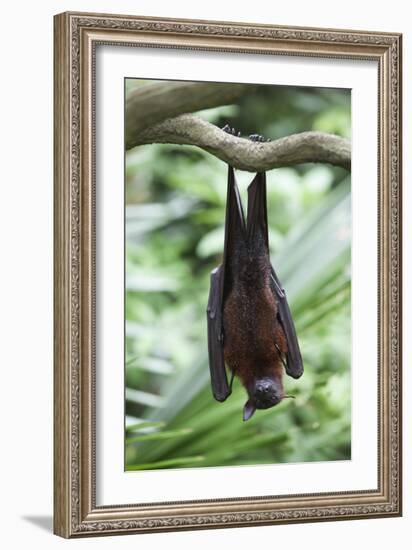 Fruit Bat-Lantern Press-Framed Art Print