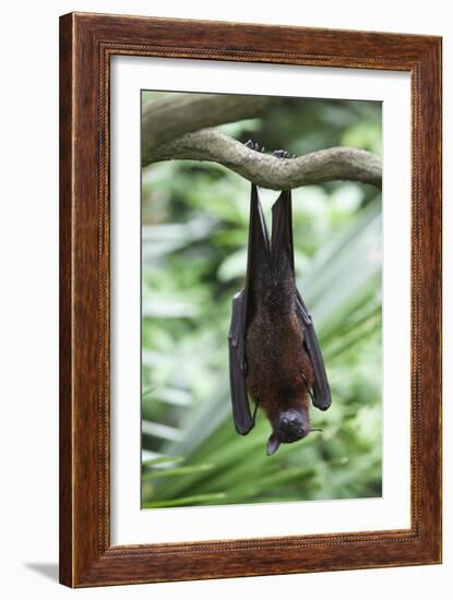 Fruit Bat-Lantern Press-Framed Art Print