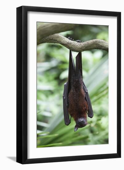 Fruit Bat-Lantern Press-Framed Art Print