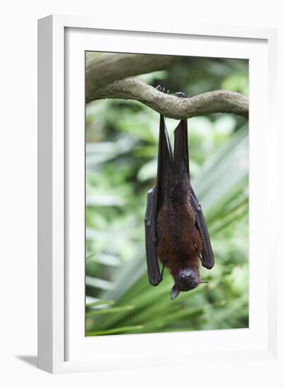 Fruit Bat-Lantern Press-Framed Art Print