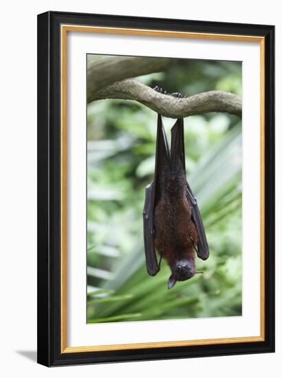 Fruit Bat-Lantern Press-Framed Art Print