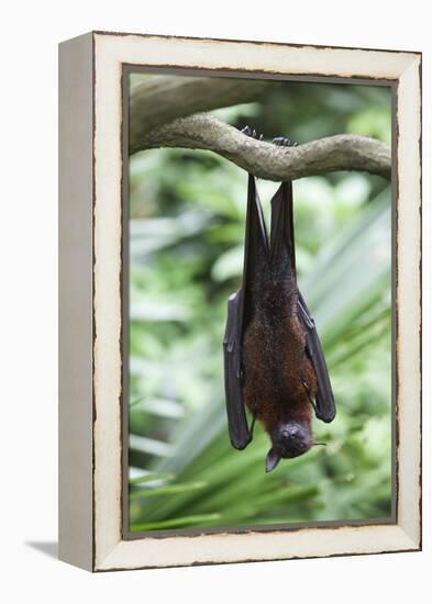 Fruit Bat-Lantern Press-Framed Stretched Canvas