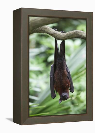 Fruit Bat-Lantern Press-Framed Stretched Canvas