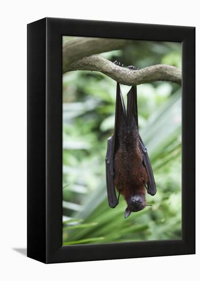 Fruit Bat-Lantern Press-Framed Stretched Canvas
