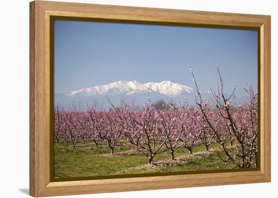 Fruit Blossom, Mount Canigou, Pyrenees Oriental, Languedoc-Roussillon, France, Europe-Mark Mawson-Framed Premier Image Canvas