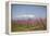 Fruit Blossom, Mount Canigou, Pyrenees Oriental, Languedoc-Roussillon, France, Europe-Mark Mawson-Framed Premier Image Canvas