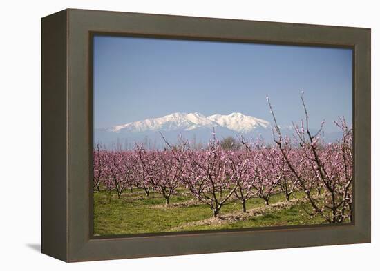 Fruit Blossom, Mount Canigou, Pyrenees Oriental, Languedoc-Roussillon, France, Europe-Mark Mawson-Framed Premier Image Canvas