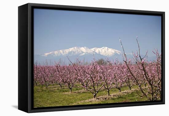 Fruit Blossom, Mount Canigou, Pyrenees Oriental, Languedoc-Roussillon, France, Europe-Mark Mawson-Framed Premier Image Canvas