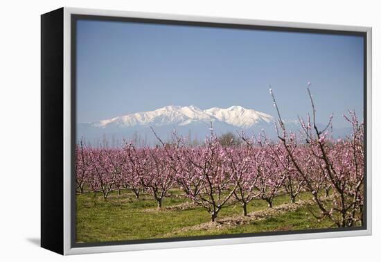 Fruit Blossom, Mount Canigou, Pyrenees Oriental, Languedoc-Roussillon, France, Europe-Mark Mawson-Framed Premier Image Canvas