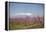 Fruit Blossom, Mount Canigou, Pyrenees Oriental, Languedoc-Roussillon, France, Europe-Mark Mawson-Framed Premier Image Canvas