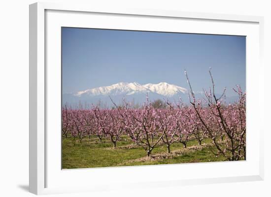 Fruit Blossom, Mount Canigou, Pyrenees Oriental, Languedoc-Roussillon, France, Europe-Mark Mawson-Framed Photographic Print