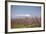 Fruit Blossom, Mount Canigou, Pyrenees Oriental, Languedoc-Roussillon, France, Europe-Mark Mawson-Framed Photographic Print