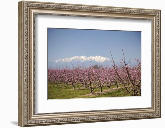 Fruit Blossom, Mount Canigou, Pyrenees Oriental, Languedoc-Roussillon, France, Europe-Mark Mawson-Framed Photographic Print