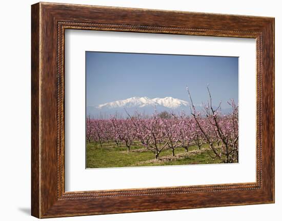 Fruit Blossom, Mount Canigou, Pyrenees Oriental, Languedoc-Roussillon, France, Europe-Mark Mawson-Framed Photographic Print