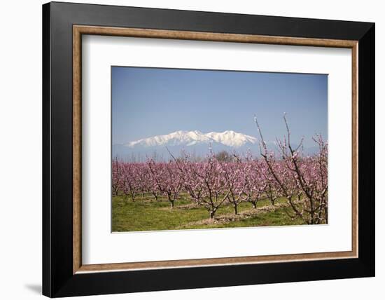 Fruit Blossom, Mount Canigou, Pyrenees Oriental, Languedoc-Roussillon, France, Europe-Mark Mawson-Framed Photographic Print