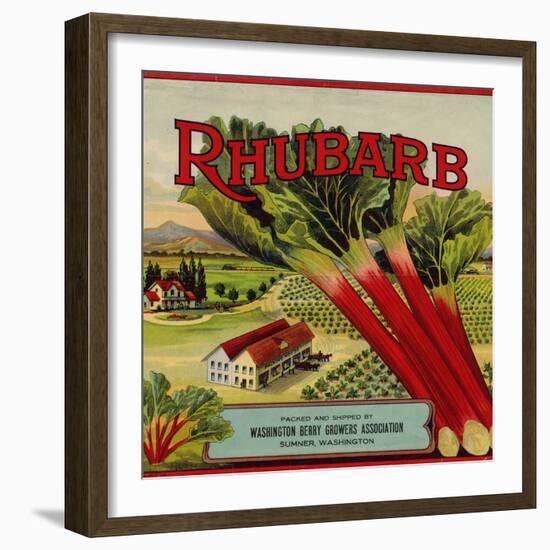 Fruit Crate Labels: Rhubarb; Packed and Shipped by Washington Berry Growers Association-null-Framed Art Print