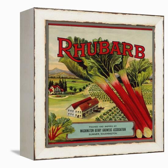 Fruit Crate Labels: Rhubarb; Packed and Shipped by Washington Berry Growers Association-null-Framed Stretched Canvas