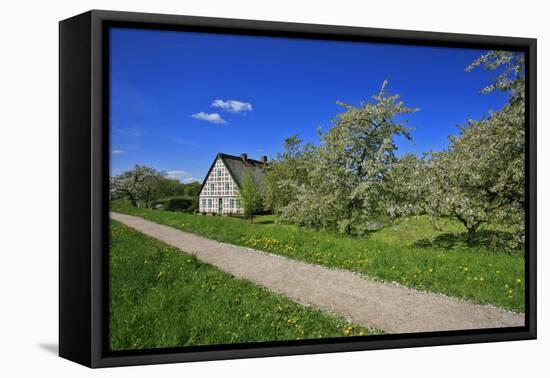 Fruit Farm Between Blossoming Cherry Trees Iat the Estedeich in Kšnigreich, Altes Land Near Hamburg-Uwe Steffens-Framed Premier Image Canvas