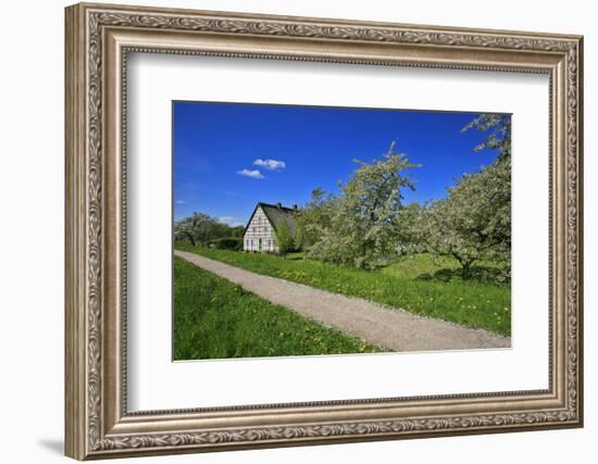 Fruit Farm Between Blossoming Cherry Trees Iat the Estedeich in Kšnigreich, Altes Land Near Hamburg-Uwe Steffens-Framed Photographic Print