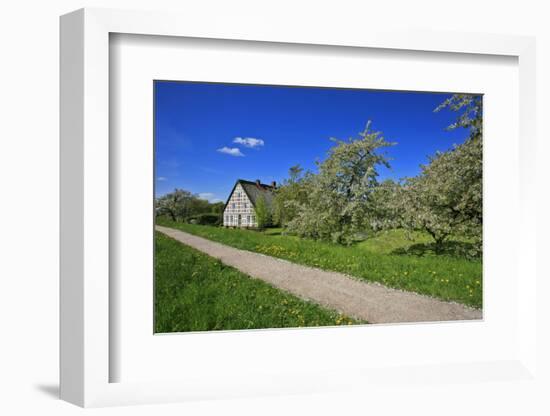 Fruit Farm Between Blossoming Cherry Trees Iat the Estedeich in Kšnigreich, Altes Land Near Hamburg-Uwe Steffens-Framed Photographic Print