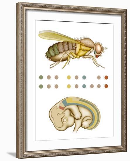 Fruit Fly And Fetus Genetic Similarities-Mikkel Juul-Framed Photographic Print