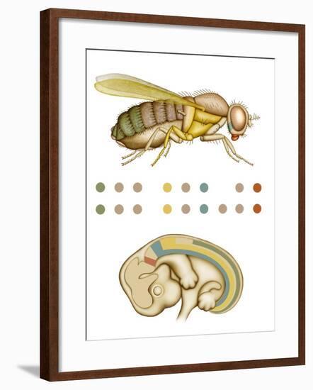 Fruit Fly And Fetus Genetic Similarities-Mikkel Juul-Framed Photographic Print