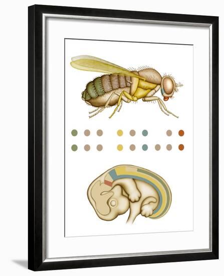 Fruit Fly And Fetus Genetic Similarities-Mikkel Juul-Framed Photographic Print