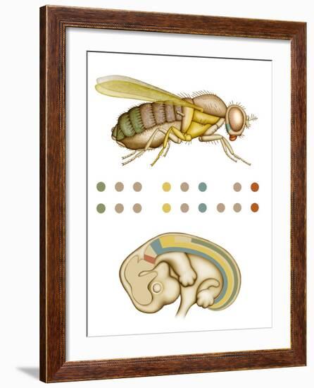 Fruit Fly And Fetus Genetic Similarities-Mikkel Juul-Framed Photographic Print