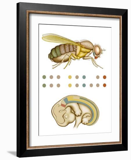 Fruit Fly And Fetus Genetic Similarities-Mikkel Juul-Framed Photographic Print