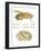 Fruit Fly And Fetus Genetic Similarities-Mikkel Juul-Framed Photographic Print