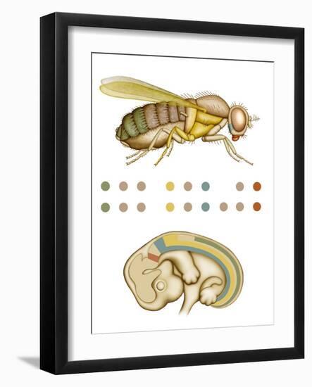 Fruit Fly And Fetus Genetic Similarities-Mikkel Juul-Framed Photographic Print