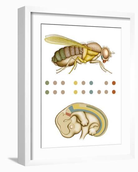 Fruit Fly And Fetus Genetic Similarities-Mikkel Juul-Framed Photographic Print