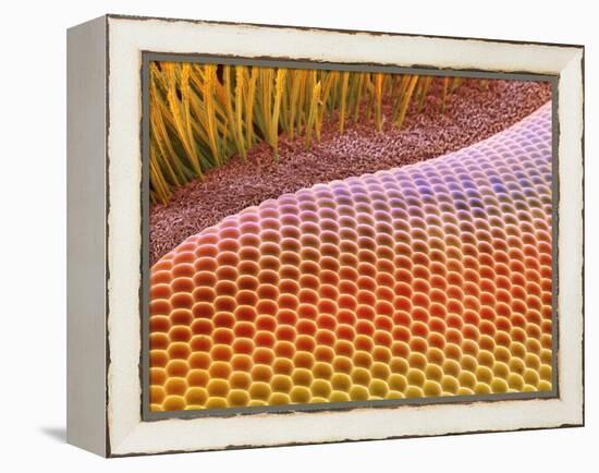 Fruit Fly Eye, SEM-Steve Gschmeissner-Framed Premier Image Canvas