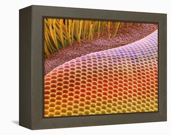 Fruit Fly Eye, SEM-Steve Gschmeissner-Framed Premier Image Canvas