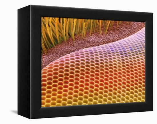 Fruit Fly Eye, SEM-Steve Gschmeissner-Framed Premier Image Canvas