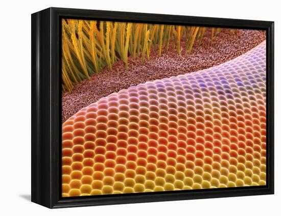 Fruit Fly Eye, SEM-Steve Gschmeissner-Framed Premier Image Canvas