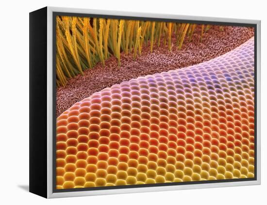 Fruit Fly Eye, SEM-Steve Gschmeissner-Framed Premier Image Canvas