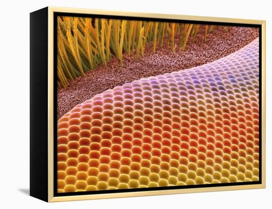 Fruit Fly Eye, SEM-Steve Gschmeissner-Framed Premier Image Canvas