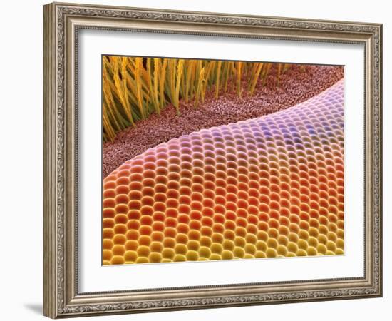 Fruit Fly Eye, SEM-Steve Gschmeissner-Framed Photographic Print