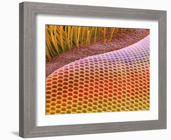 Fruit Fly Eye, SEM-Steve Gschmeissner-Framed Photographic Print