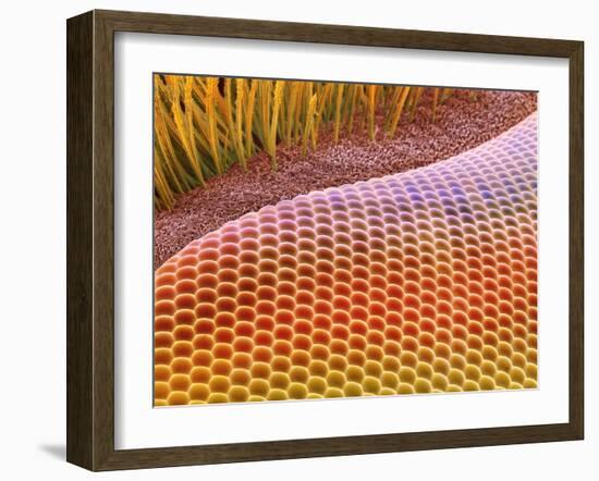 Fruit Fly Eye, SEM-Steve Gschmeissner-Framed Photographic Print