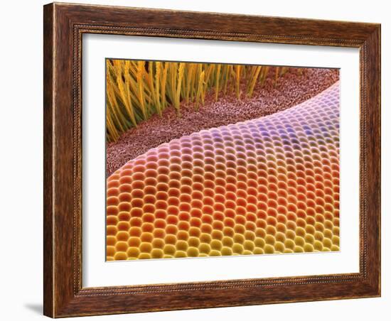 Fruit Fly Eye, SEM-Steve Gschmeissner-Framed Photographic Print