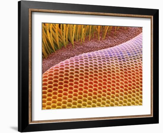 Fruit Fly Eye, SEM-Steve Gschmeissner-Framed Photographic Print
