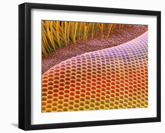 Fruit Fly Eye, SEM-Steve Gschmeissner-Framed Photographic Print