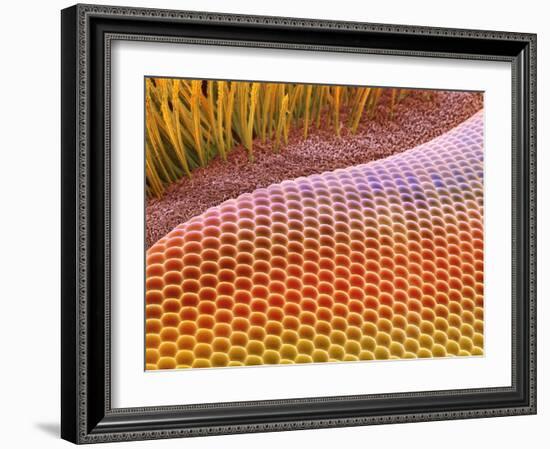 Fruit Fly Eye, SEM-Steve Gschmeissner-Framed Photographic Print